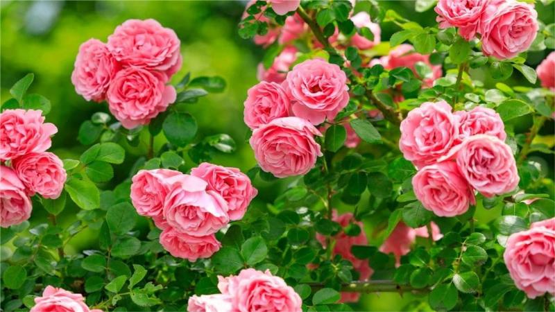 Trả lời các câu hỏi phổ biến về hoa tulip tím
